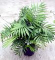   grön Krukväxter Philodendron Liana / Philodendron  liana Fil