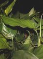 სურათი Aglaonema, ვერცხლის მარადმწვანე ბალახოვანი მცენარე აღწერა