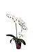 Foto Schmetterlingsorchideen-Set 'Eva Blattwerk', Orchideen-Pflanze mit 3 Rispen (LH 30-35 cm) + Keramiktopf violett + 30 ml Dünger, Phalaenopsis weiß-orange blühend von Evrgreen neu Bestseller 2024-2023