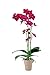Foto Schmetterlingsorchideen-Set 'Giselle Blümchen', Orchideen-Pflanze XXL mit 3 Rispen (LH 50-60 cm) + Keramiktopf taupe + 30 ml Dünger, Phalaenopsis rot blühend von Evrgreen neu Bestseller 2024-2023