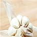 foto 100 pc / sacchetto di sterilizzazione semi di ortaggi Giant Aglio Cina verde cipolla Semi Tasty Leek grande vaso Cipolla Giardino Bonsai giallo pianta nuovo bestseller 2024-2023