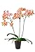Foto Schmetterlingsorchideen-Set 'Heidi Blum', Orchideen-Pflanze mit 3 Rispen (LH 30-50 cm) + Keramiktopf anthrazit + 30 ml Dünger, Phalaenopsis orange blühend von Evrgreen neu Bestseller 2024-2023