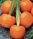 SEMI PLAT firm-100pcs / bag parigino semi di carota non OGM Vegetable Seeds cucina Assisted Nutrizione Outdoor Vaso da fiori per il giardino domestico foto, bestseller 2024-2023 nuovo, miglior prezzo EUR 12,99 recensione