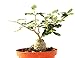 foto PIANTE GRASSE RARE VERE Fockea Edulis Produzione Viggiano Cactus vaso coltivazione succulente Piante Africane nuovo bestseller 2024-2023