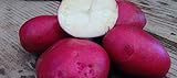 PLAT FIRM Germinazione dei semi: patate da semina 1 libbra Colorado Rose - organici non OGM -Spring IMPIANTO foto, bestseller 2024-2023 nuovo, miglior prezzo EUR 18,12 recensione