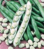 Shoopy Star Semi di zucca zucchine Beloplodny Bianco Verdura Organic Heirloom Russia Ucraina foto, bestseller 2024-2023 nuovo, miglior prezzo  recensione