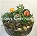 foto Pinkdose 100 Pz/Borsa Arcobaleno Mini Cactus Bonsai Piante grasse Rare Fioritura Interna Cactus Pianta Ornamenti da Giardino perenni Semillas De Flor: 13 nuovo bestseller 2024-2023