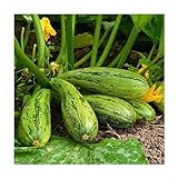 Shoopy Star Zucchini Nimba - Cucurbita Pepo - 12 Semi foto, bestseller 2024-2023 nuovo, miglior prezzo  recensione