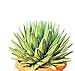 foto PIANTE GRASSE VERE RARE Agave Regina Vittoria VASO 35 COLTIVAZIONE Produzione Viggiano Cactus nuovo bestseller 2024-2023