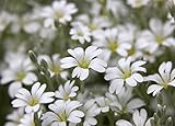 Semi di neve-in-estate - Cerastium tomentosum foto, bestseller 2024-2023 nuovo, miglior prezzo EUR 2,66 recensione