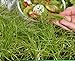 foto Microgreens - Cipolla invernale - foglie giovani dal gusto eccezionale - semi nuovo bestseller 2024-2023