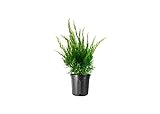 Sea Green Juniper - 3 Live Gallon Size Plants - Juniperus Chinensis - Drought Tolerant Cold Hardy Evergreen Border Screening Shrub Photo, bestseller 2024-2023 new, best price $66.98 review