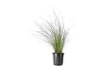 Muhly Grass - 2 Live Gallon Size Plants - Muhlenbergia Capillaris - Hairawn Muhly | Drought Tolerant Pink Blooming Ornamental Grass Photo, bestseller 2024-2023 new, best price $54.98 review