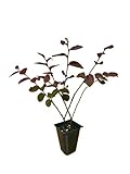 Loropetalum 'Plum Delight' - Chinese Fringe Flower - 10 Live Plants - Evergreen Flowering Shrub Photo, bestseller 2024-2023 new, best price $46.98 review