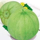 20 Seeds of Japanese Sakata Melon - Sweet Fragrant Melon - Green Muskmelon Seeds Photo, bestseller 2024-2023 new, best price $13.79 review