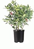 Dwarf Burford Holly | 3 Live Quart Size Plants | Ilex Burfordi Evergreen Hedge Red Berries Shrub Tree Photo, bestseller 2024-2023 new, best price $53.98 review