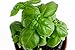Photo 150 Genovese Basil Seeds for Planting - Heirloom Non-GMO USA Grown Premium Sweet Basil Seeds by RDR Seeds new bestseller 2024-2023