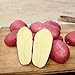 Photo végétales100Pcs/Sac végétales Delicious Non OGM Rare Red Skin Potato Vegetable Seeds for Farm - Graines de pommes de terre nouveau best-seller 2024-2023