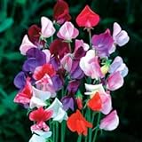 Beautiful Royal Sweet Pea Flower, 25 Heirloom Flower Seeds Per Packet, Non GMO Seeds Photo, bestseller 2024-2023 new, best price $5.99 ($0.24 / Count) review
