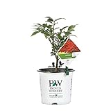 Fire Ball Burning Bush (Euonymus) Live Shrub, Bright Red Foliage, 1 Gallon Photo, bestseller 2024-2023 new, best price $29.88 review