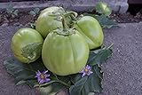 Aubergine Samen Thai-Aubergine Grüne Schale Pflanzen Gemüse Obst Samen für die Bepflanzung Garten Outdoor Indoor Foto, Bestseller 2024-2023 neu, bester Preis 3,00 € Rezension