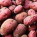 Photo 0pcs Graines de pommes de terre Haute taux de germination Facile à développer des légumes nutritifs et savoureux pour le jardin de la ferme de jardin en croissance pour l'agriculture à la mai Gra nouveau best-seller 2024-2023