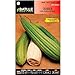 Foto ScoutSeed Batlle semillas de hortalizas - calabaza Luffa (semillas) nuevo éxito de ventas 2024-2023