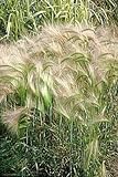 200 Squirrel Tail Grass (Foxtail Barley) Hordeum Jubatum Ornamental Seeds Photo, bestseller 2024-2023 new, best price $3.00 review