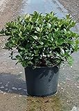Snow White Indian Hawthorn (2.4 Gallon) White Blooming Evergreen Shrub - Full Sun Live Outdoor Plant Photo, bestseller 2024-2023 new, best price $36.98 review
