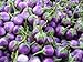 Photo Purple Thai Mini Round Aubergine 30 ++ Graines nouveau best-seller 2024-2023