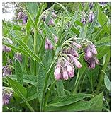 Earthcare Seeds True Comfrey 50 Seeds (Symphytum officinale) Non GMO, Heirloom Photo, bestseller 2024-2023 new, best price $9.95 ($0.20 / Count) review