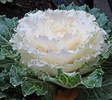 20 Flowering kale Seeds- Nagoya White’ Ornamental filler ,flower bed,. Photo, bestseller 2024-2023 new, best price $5.82 review