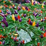 50Pcs Vegetable Ornamental Pepper Seeds for Planting 5 Color Pepper Plant Seeds Rainbow Plant Vegetable Seed ,for Growing Seeds in The Garden or Home Vegetable Garden Photo, bestseller 2024-2023 new, best price $8.99 review