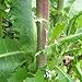 Photo Wild Lettuce Seeds (Lactuca virosa) Packet of 50 Seeds new bestseller 2024-2023