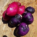 SVI fresca 100pcs semilla de papa vegetal para la siembra oscuro rosa púrpura Foto, éxito de ventas 2024-2023 nuevo, mejor precio 9,78 € revisión