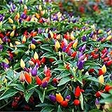 Vegetable Seed Ornamental Mini Hot Pepper Seeds 50+ Bonsais Colorful Upward Pepper Seeds Photo, bestseller 2024-2023 new, best price $7.90 review