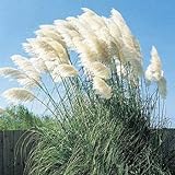 Giant White Pampas Grass Seeds - 100 Seeds - Ships from Iowa, Made in USA Photo, bestseller 2024-2023 new, best price $6.29 ($0.06 / Count) review