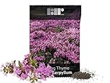 1,000 Creeping Thyme Seeds for Planting - Heirloom Non-GMO Ground Cover Seeds - AKA Breckland Thyme, Mother of Thyme, Wild Thyme, Thymus Serpyllum - Purple Flowers Photo, bestseller 2024-2023 new, best price $6.49 ($0.01 / Count) review