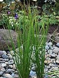 Perennial Farm Marketplace Juncus effusus (Common Soft Rush) Ornamental Grass, 1 Quart, Rich Green Foliage Photo, bestseller 2024-2023 new, best price $12.95 review