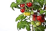50 piezas de semillas de tomate cherry enano heirloom tomate rojo fruta fresca hortalizas semillas de jardín para plantar Foto, éxito de ventas 2024-2023 nuevo, mejor precio 4,99 € revisión