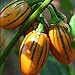 Photo 50 graines / pack jardin des plantes de bricolage, Solanum aethiopicum africaine Aubergine Vegetable Seeds nouveau best-seller 2024-2023