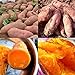 Photo Lot de 50 graines de patates douces pour plantation - Fortes survivables - Rafraîchissantes - Pomme de terre violette - Pour cultiver facilement le jardin - Graines de patates douces nouveau best-seller 2024-2023