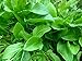 Photo 400+ French Sorrel Seeds- Heirloom Lettuce Herb- by Ohio Heirloom Seeds new bestseller 2024-2023
