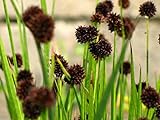Juncus Ensifolius - (10 Seeds) Dwarf Rush,Ornamental Grass, Swordleaf Rush. Photo, bestseller 2024-2023 new, best price $2.95 review