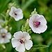 Photo Outsidepride Marsh Mallow Herb Plant Seed - 1000 Seeds new bestseller 2024-2023