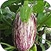 Photo 100 - Graines:. Listada de Gandia Aubergine Seeds - Striping Violet sur Le Blanc y !! nouveau best-seller 2024-2023