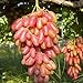 Foto 50pcs Traubenkerne Miniatur Weinrebe Bonsai Seedsn Fruchtsamen Sukkulenten süße Speisen leicht 5 Anlage für Gartentopf wachsen neu Bestseller 2024-2023