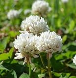 SeedRanch White Dutch Clover Seed: Nitro-Coated & Inoculated - 10 Lbs. Photo, bestseller 2024-2023 new, best price $39.95 review
