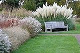Giant White Pampas Grass Seeds - 100 Seeds - Ornamental Grass for Landscaping or Decoration - Made in USA Photo, bestseller 2024-2023 new, best price $8.09 ($0.08 / Count) review