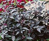 David's Garden Seeds Pepper Ornamental Twilight 3448 (Purple) 25 Non-GMO, Open Pollinated Seeds Photo, bestseller 2024-2023 new, best price $3.95 review